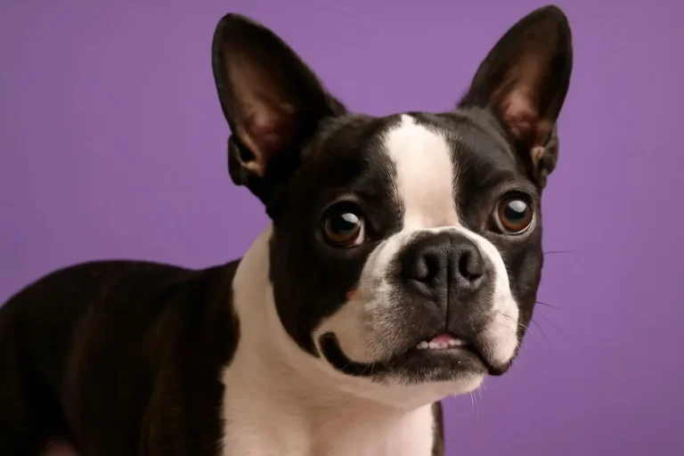 Comparatif 2025 : meilleures gamelles pour chien (anti-glouton, inox, design)